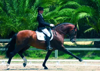 Armas Tarugo